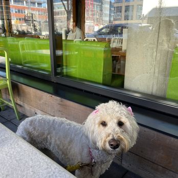 True Food Kitchen - Dog friendly patio! - New American Near Me - Denver, Colorado True Food Kitchen - Dog friendly patio! - New American Near Me - Denver, Colorado