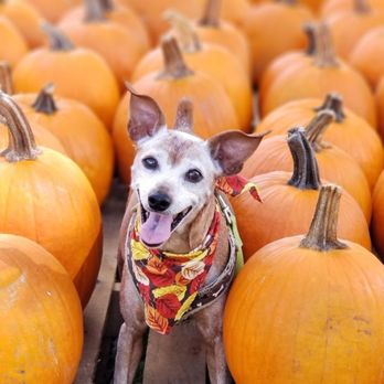 Promise Pet Care - Dog Walkers Near Me - Lakeland, Florida Promise Pet Care - Dog Walkers Near Me - Lakeland, Florida