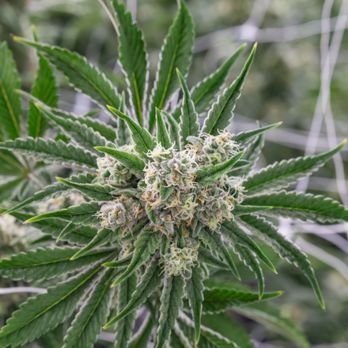Insa - Springfield - Cookie Wreck - Cannabis Clinics Near Me - Springfield, Massachusetts