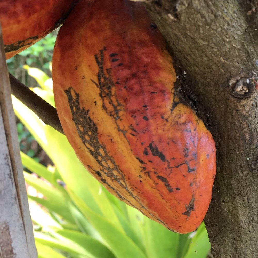 Massimo Hawaii Tours - Chocolate growing a dole plantation - Tours Near Me - Honolulu, Hawaii