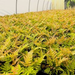 Babikow Wholesale Greenhouses