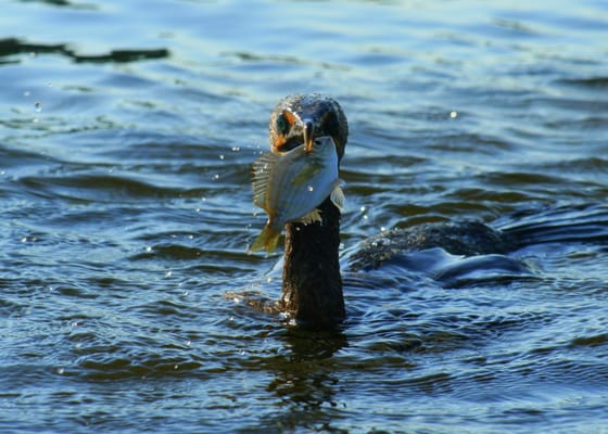 Happy Paddler Kayak Tours & EcoVentures by null