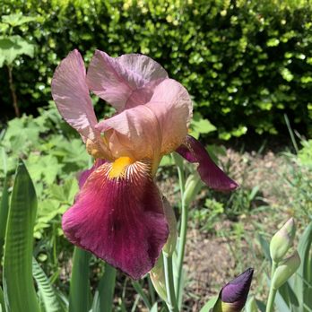 Blake Garden - Beautiful irises - Parks Near Me - Kensington, California