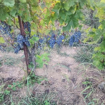 BLACK ANKLE VINEYARDS - Updated July 2024 - 268 Photos & 169 Reviews