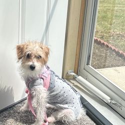 Animal Care Clinic - Another picture of Cookie these pj's are the  best for being spades on females not sure about males