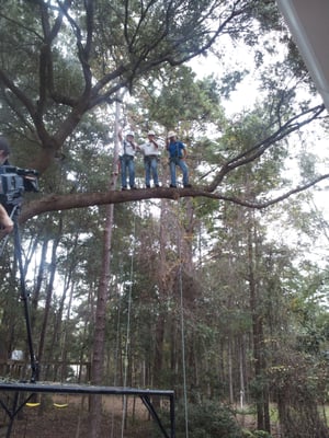 Miller's Tree Service on Yelp