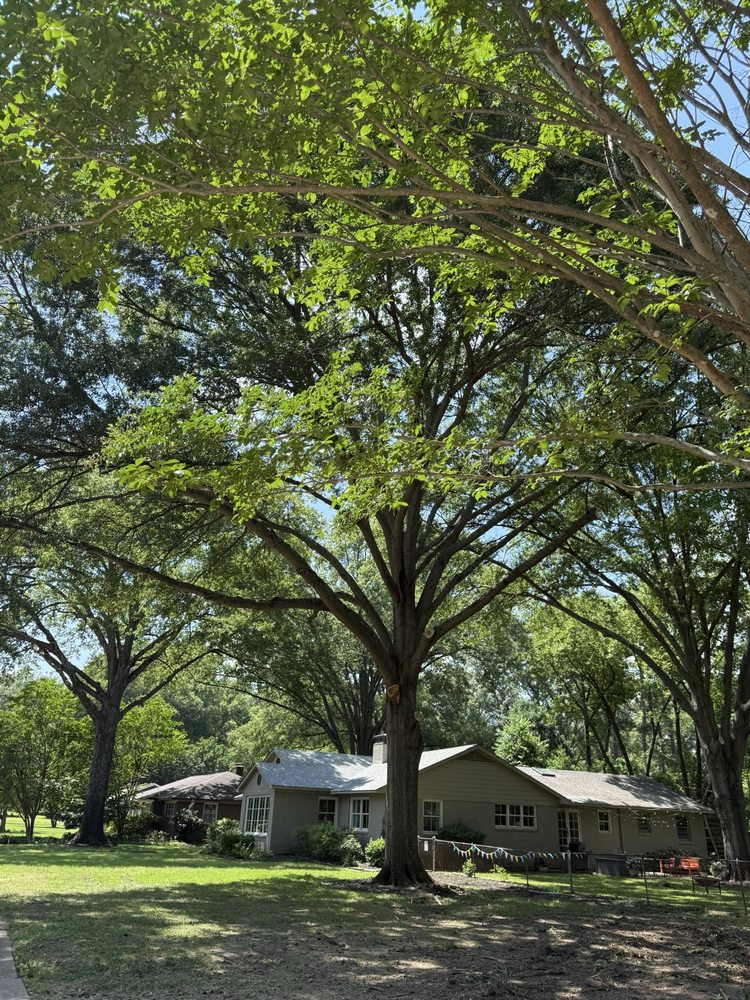 Vasquez Tree Service - tree service in Memphis, TN