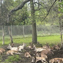 Parc Safari