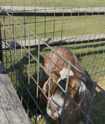 Bergey's Breadbasket by null