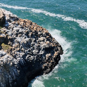 Sea Lion Caves - Sea lions - Active Life Near Me - Florence, Oregon Sea Lion Caves - Sea lions - Active Life Near Me - Florence, Oregon