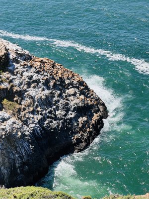Sea Lion Caves by null
