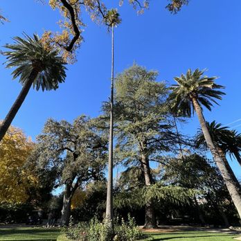 Spottswoode Winery - Super tall palm tree! - Wineries Near Me - Saint Helena, California Spottswoode Winery - Super tall palm tree! - Wineries Near Me - Saint Helena, California