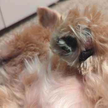 Aussie Pet Mobile Chino Hills - This is after the grooming. - Pet Groomers Near Me