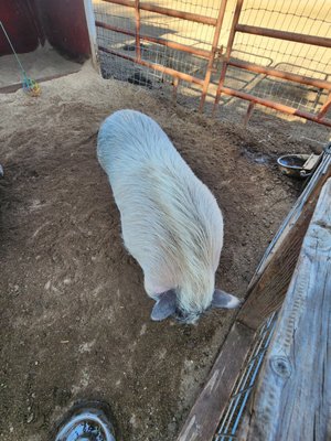 Blossom Peak Ranch by null