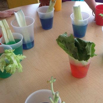 Terri's Learning Tree Preschool - Science - Preschools Near Me - Gilroy, California