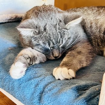 Denver Cat Company - I like this one a lot - Coffee & Tea Near Me - Denver, Colorado