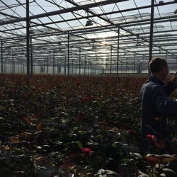 Bloemenkwekerij Scheers