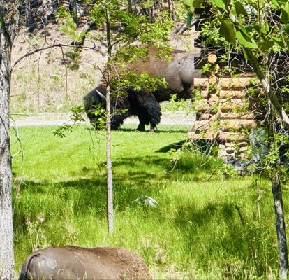 State Game Lodge by null