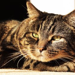 Alpha Class Studios - Pet photography