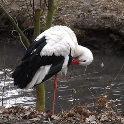 Tier- u. Pflanzenpark Fasanerie