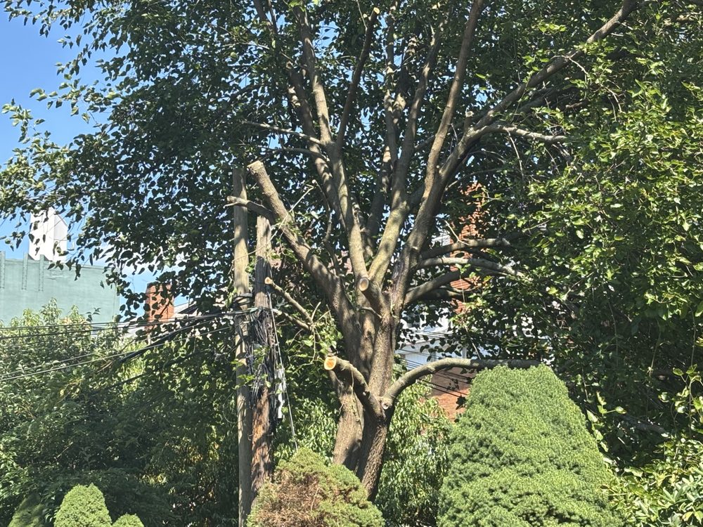 Fred Crum Reasonable Tree Service - tree service in Pittsburgh, PA