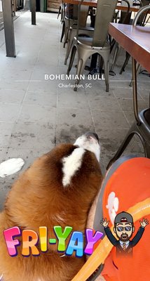 Bohemian Bull by null