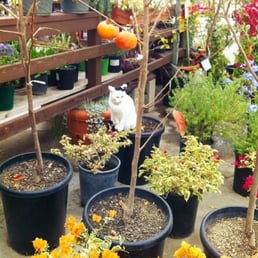 Hachiya persimmons, and cat in the background Hachiya persimmons, and cat in the background