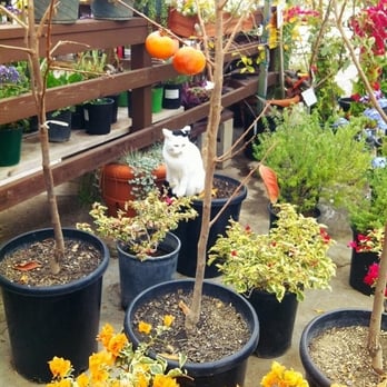 Anawalt's Malibu Hardware & Supply - Hachiya persimmons, and cat in the background - Hardware Stores Near Me - Malibu, California Anawalt's Malibu Hardware & Supply - Hachiya persimmons, and cat in the background - Hardware Stores Near Me - Malibu, California