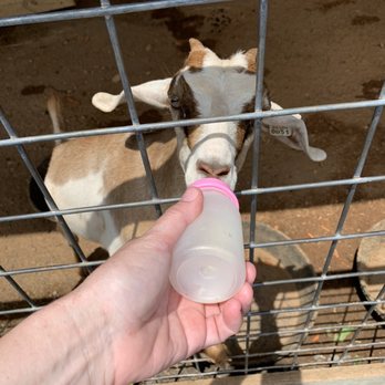 Nova Wild - Bottle feeding the goats - Petting Zoos Near Me - Vienna, Virginia