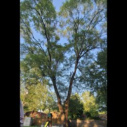 3rd Generation Tree services