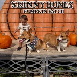Skinny Bones Pumpkin Patch