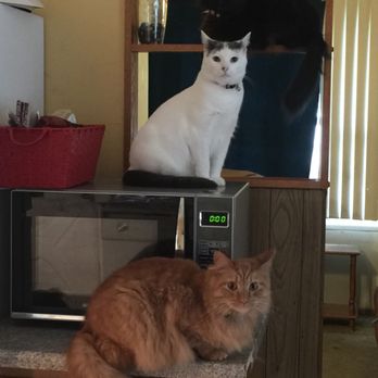 Paws + Claws - Pet Sitting Near Me Paws + Claws - Pet Sitting Near Me