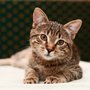 Photo of Five County Spay Neuter Clinic