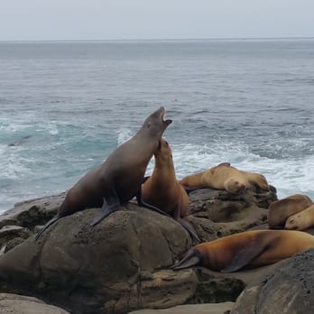 La Jolla Cove - Action shots of seal fight! - Parks Near Me - La Jolla, California