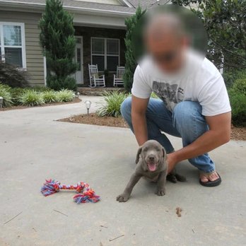 Razzle Dazzle Labradors - Pet Breeders Near Me