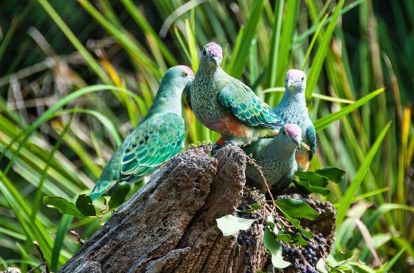 Healesville Sanctuary (Zoos Victoria) by null