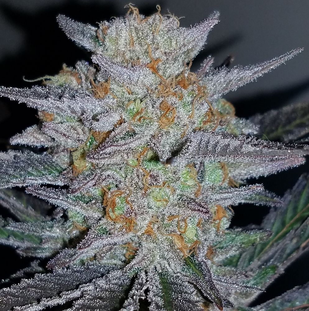 DEN REC Updated June 2024 5420 Arapahoe Ave, Boulder, Colorado