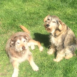 Forever Loved Dog Grooming