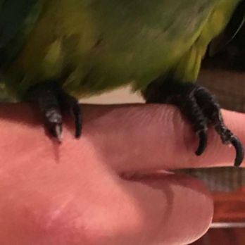 Birds N Paradise - After boarding - Bird Shops Near Me - Menifee, California