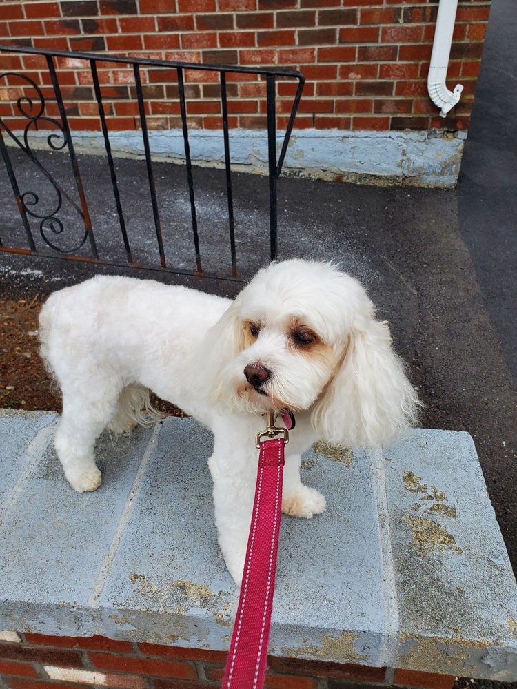 THE GROOMING PALACE Updated September 2024 15 Photos & 14 Reviews