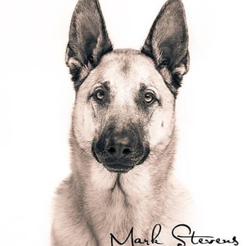 Mark Stevens Photography - Session Photography Near Me - Denver, Colorado