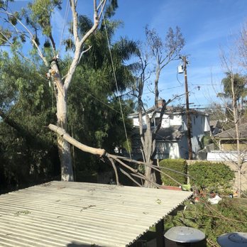My Tree Experts - Huge eucalyptus limb being lowered by rope. - Tree Services Near Me My Tree Experts - Huge eucalyptus limb being lowered by rope. - Tree Services Near Me