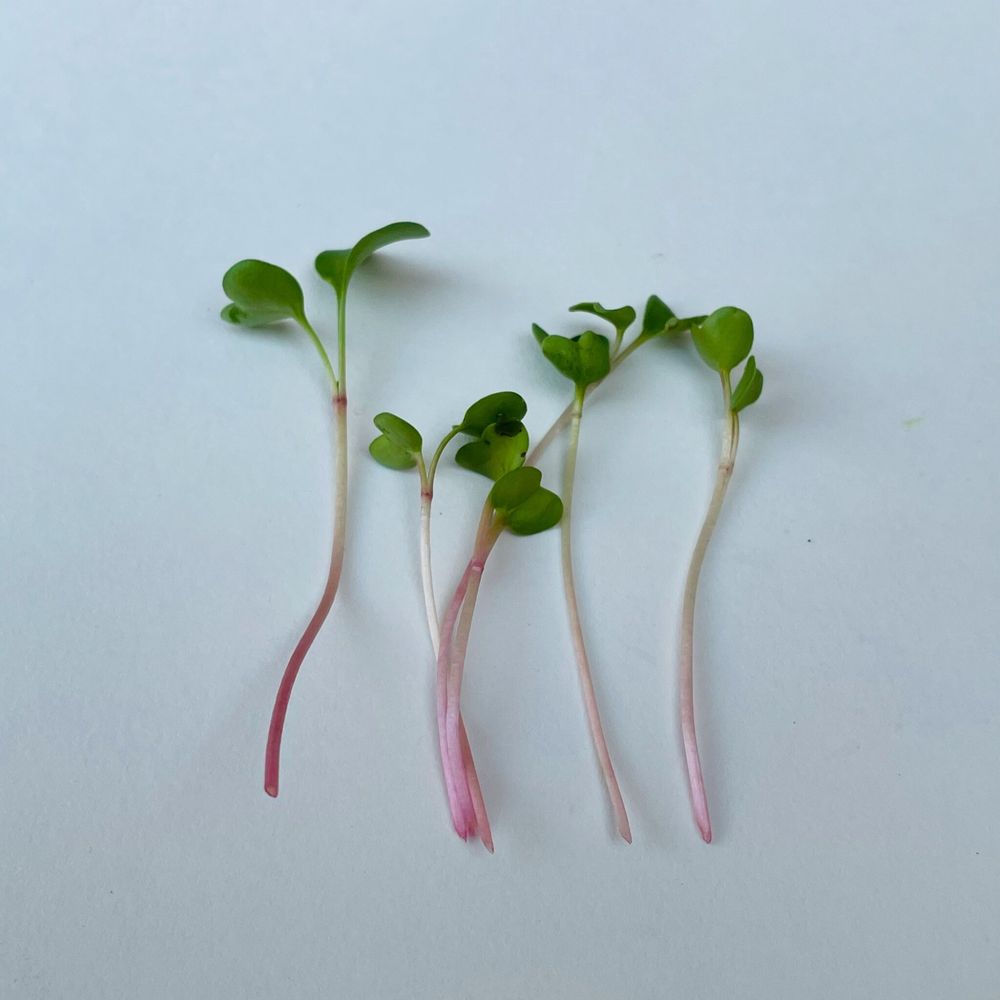 Quantum Microgreens Logo