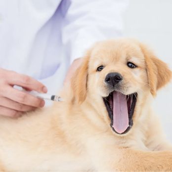 Heather Ridge Pet Hospital - Veterinarians Near Me - Sioux Falls, South Dakota Heather Ridge Pet Hospital - Veterinarians Near Me - Sioux Falls, South Dakota