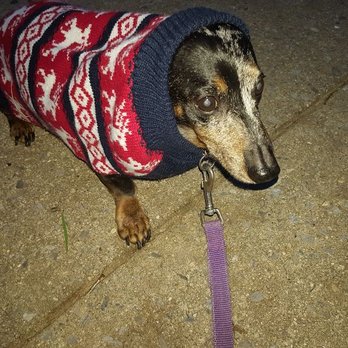 Petaleashous - I think, I am not cold any more - Pet Groomers Near Me Petaleashous - I think, I am not cold any more - Pet Groomers Near Me