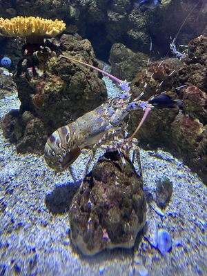 Cairns Aquarium by null