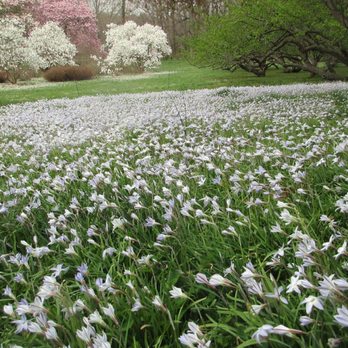 Winterthur - Gardens in Spring - Museums Near Me - Winterthur, Delaware Winterthur - Gardens in Spring - Museums Near Me - Winterthur, Delaware