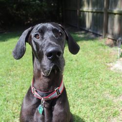 Verizon Wireless - Dog