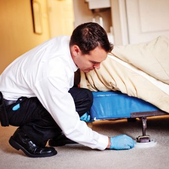 Abell Pest Control - Pest Control Near Me - Mississauga, Ontario