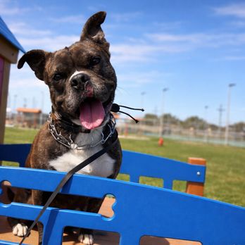 Affective Canines - Pet Training Near Me Affective Canines - Pet Training Near Me